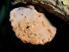 Polyporus hypomelanus