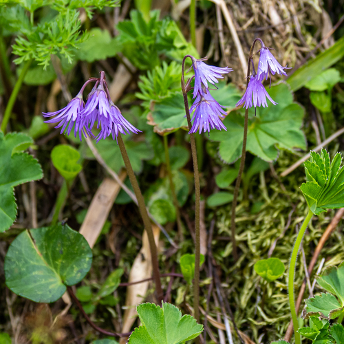 Soldanella carpatica, photograph 3