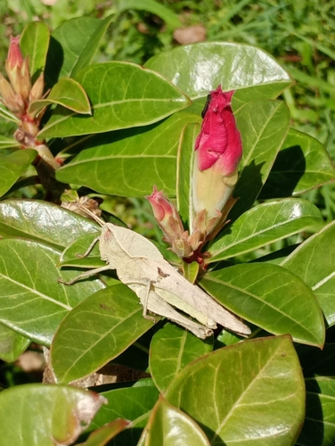 Xyleus discoideus