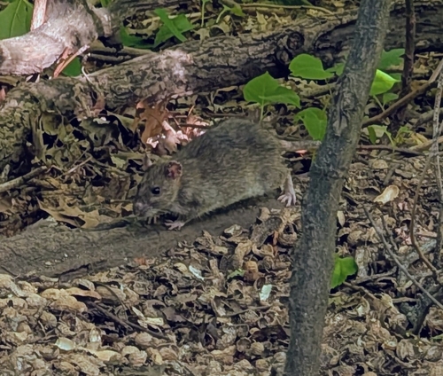 Rat photographed near here on 2026-06-20