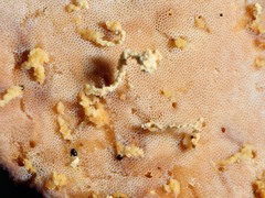 Polyporus hypomelanus