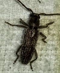 Elaphidion mucronatum
