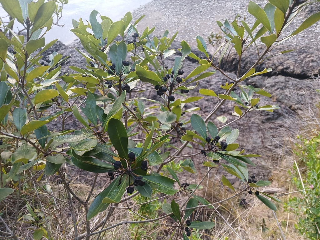 Pittosporum umbellatum; photograph (c) Leon Perrie, some rights reserved (CC BY)
