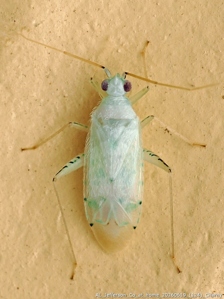 Reuteria dobsoni