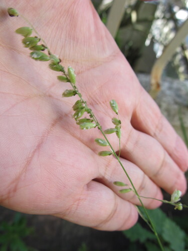 Melica minuta