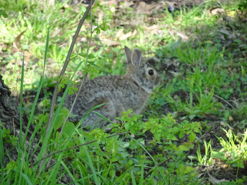Eastern Cottontail photographed in Kansas