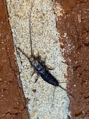 Ctenolepisma lineatum