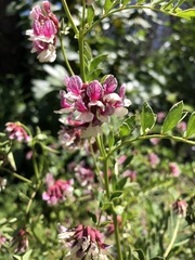 Hosackia crassifolia