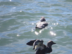 Tachyeres leucocephalus