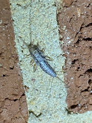 Ctenolepisma lineatum