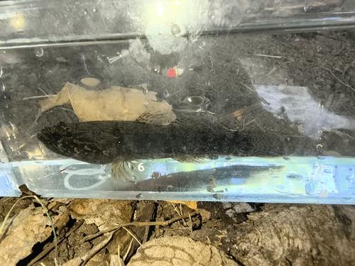 Eleotris sandwicensis observed 2026-06-20