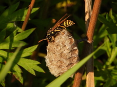 Polistes associus