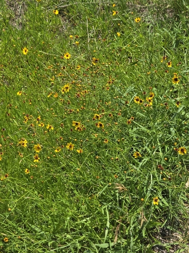 plains coreopsis