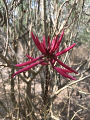 Erythrina flabelliformis