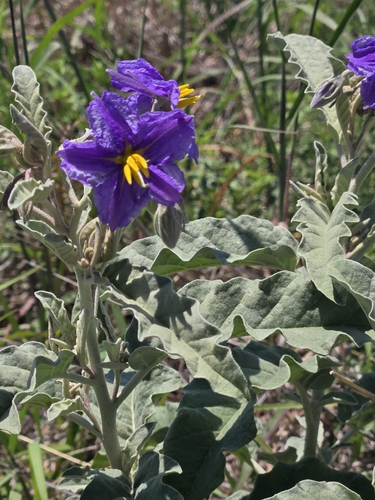silverleaf nightshade