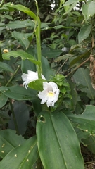 Costus arabicus
