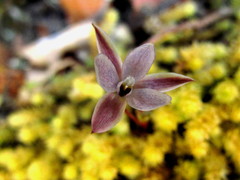 Thelymitra purpureofusca