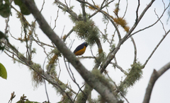 Chlorophonia musica musica