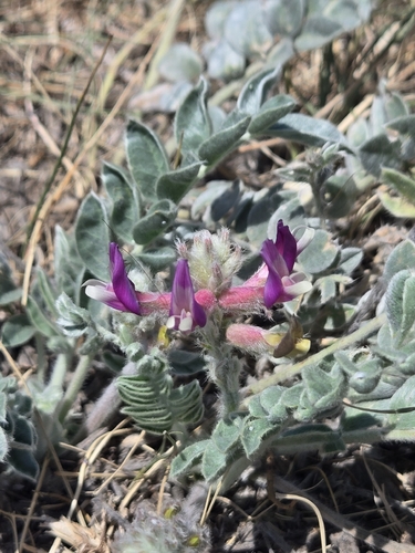 Woolly Locoweed