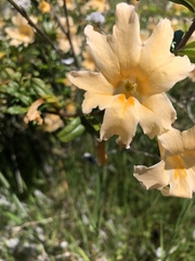 Diplacus grandiflorus