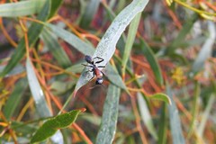 Camponotus ephippium