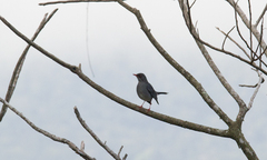Turdus plumbeus