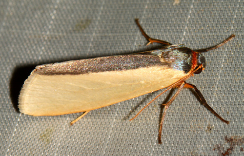 Agylla umbrifera