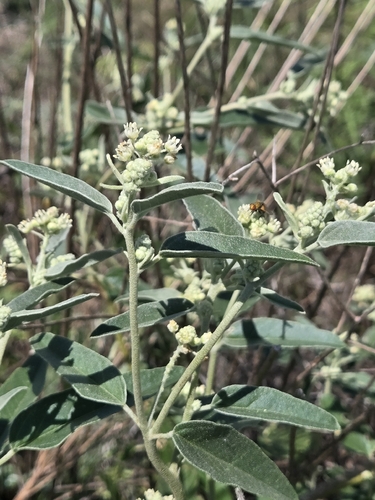 skunkweed