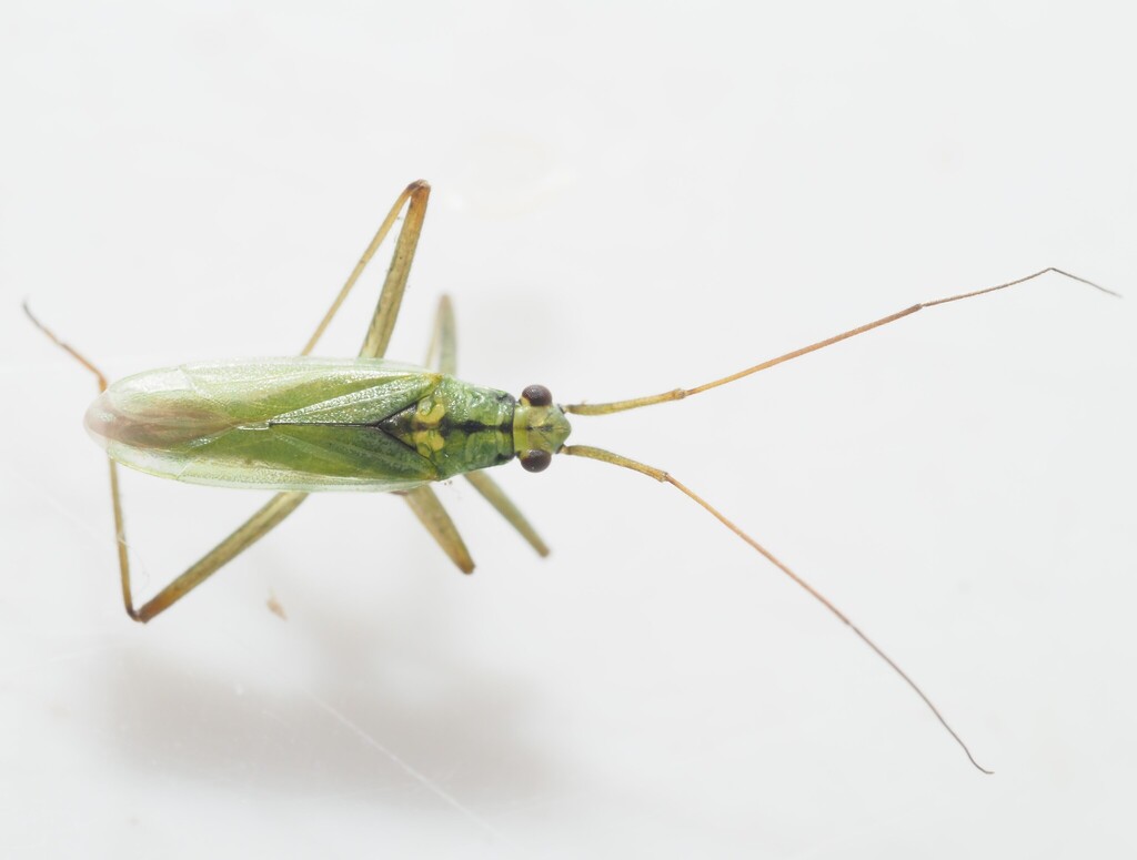 Teratocoris saundersi