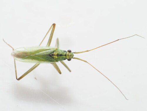 Teratocoris saundersi