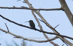 Anthracothorax dominicus