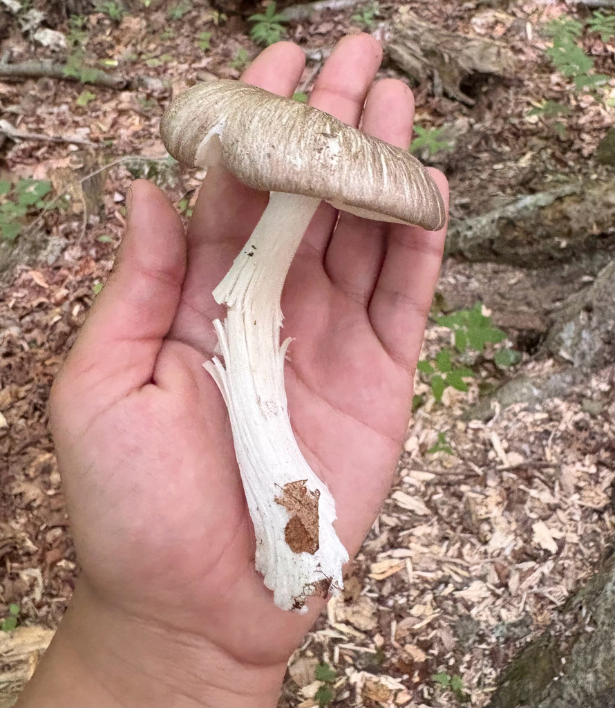 Eastern American Platterful Mushroom · June 2026 · photo: Photo: (c) eml23, some rights reserved (CC BY) · iNaturalist