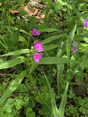 Tradescantia ernestiana
