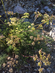 Lomatium dasycarpum