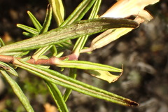 Diplacus × australis