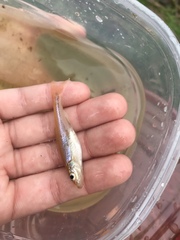 Notropis longirostris