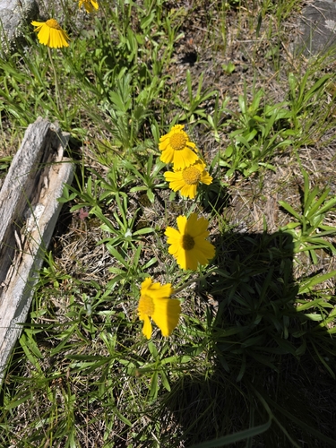 Tetraneuris herbacea, photograph 2