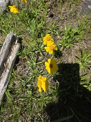Tetraneuris herbacea, photograph author not stated, no rights reserved