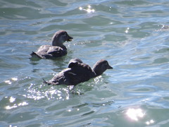 Tachyeres leucocephalus