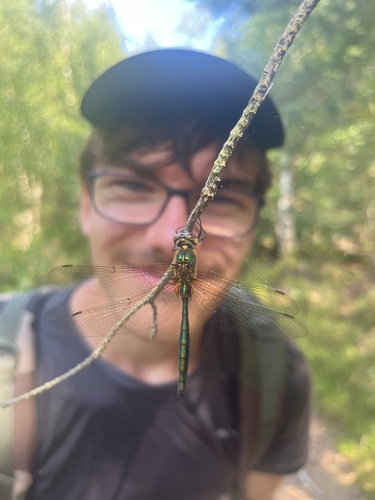 Brilliant Emerald