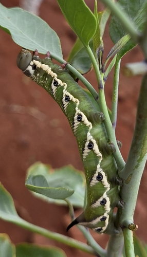 Manduca blackburni observed 2026-06-18