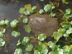 Apalone spinifera pallida