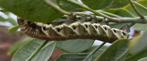 Manduca blackburni observed 2026-06-18