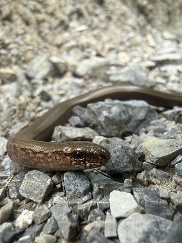 Common Slowworm