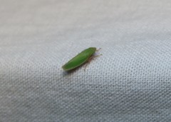 Draeculacephala balli