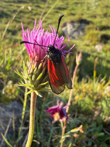 Transparent Burnet