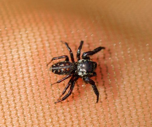 Mile End Jumping Spider