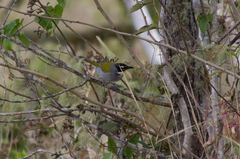 Phaenicophilus palmarum