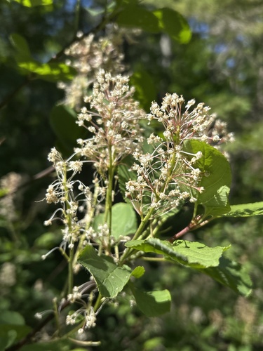 Ceanothus sanguineus, photograph 5
