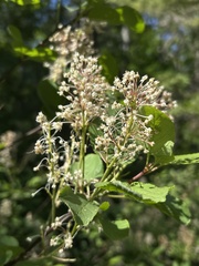 Ceanothus sanguineus, photograph (c) Justin Donahue, some rights reserved (CC BY)